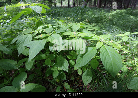 Impatiens parviflora, Small Balsam Stock Photo