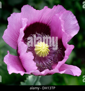 Oriental poppy ( Papaver orientale ) flower closeup Stock Photo