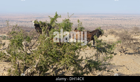 Goats feeding on nuts on the branches of Argan Tree in semi-desert Sous valley of southwestern Morocco Stock Photo