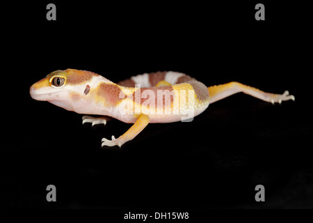 a leopard gecko on a black background Stock Photo