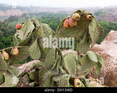 A detail of a of prickly pear plant suffering from lack of water showing heavily drooped cladodes and wilted fruit Morocco Stock Photo