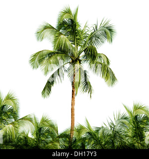 The high coconut tree isolated on white background Stock Photo