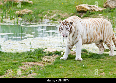 White Bengal tiger (Panthera tigris tigris) Stock Photo