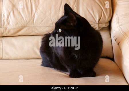 black cat looking to side portrait headshot appealing attractive captivating charming cute darling dear