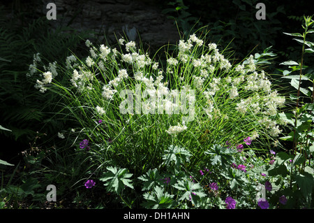 Woodruff Stock Photo