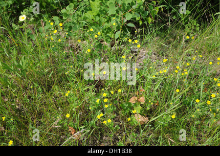 Russian Cinquefoil Stock Photo