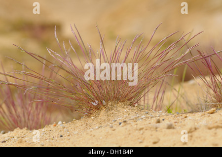 Festuca glauca Stock Photo