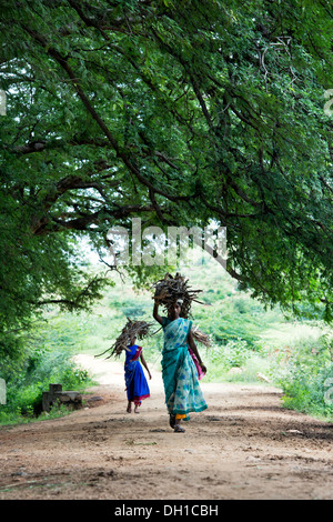 Rural Indian village women carrying cut firewood on her head in the Indian countryside. Andhra Pradesh, India Stock Photo