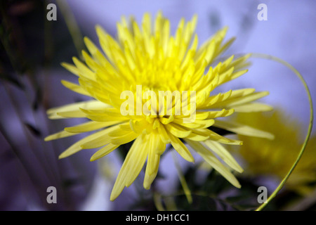 Chrysanthemums, sometimes called mums or chrysanths, are flowering plants of the genus Chrysanthemum in the family Asteraceae Stock Photo