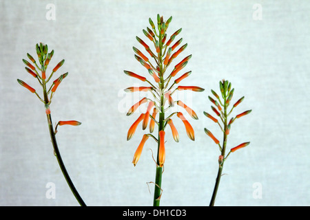 Aloe maculata (synonym Aloe saponaria ; commonly known as the Soap Aloe or Zebra Aloe) is a Southern African species of aloe Stock Photo