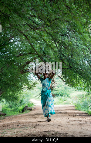 Rural Indian village woman carrying cut firewood on her head in the Indian countryside. Andhra Pradesh, India Stock Photo