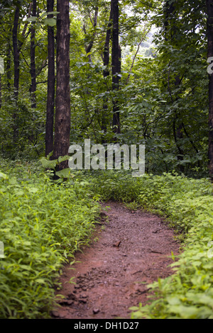 forest path , jungle unpaved trail , Panvel Raigad Maharashtra India Asia Stock Photo