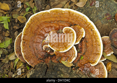 bracket fungus Stock Photo