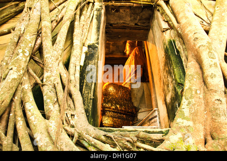 Root of the tree absorbing the ruins,Temple in thailand Stock Photo