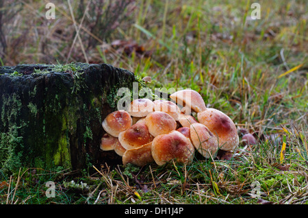 Mushrooms on a rotting tree stump Stock Photo