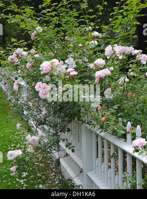 Lovely pink climbing roses spilling over a traditional white picket fence in spring, Concord MA. Stock Photo