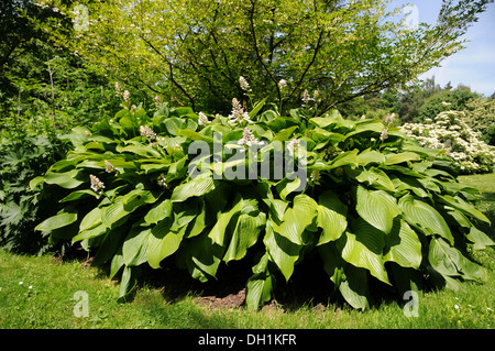 Blue-leaf Hosta Stock Photo