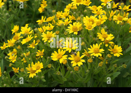 American Arnica Stock Photo