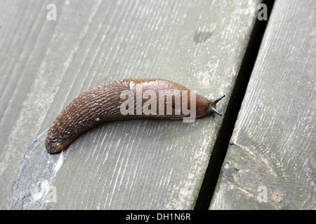 snail Stock Photo