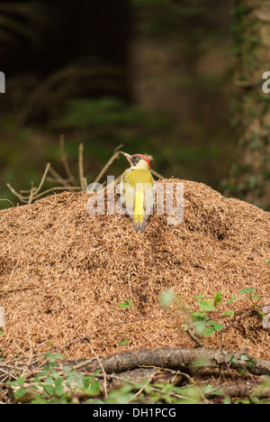 Green Woodpecker on Anthill. Stock Photo