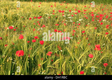 Barley, hordeum vulgare, red poppies agriculture agricultural field fields grain crop crops Norfolk UK Stock Photo