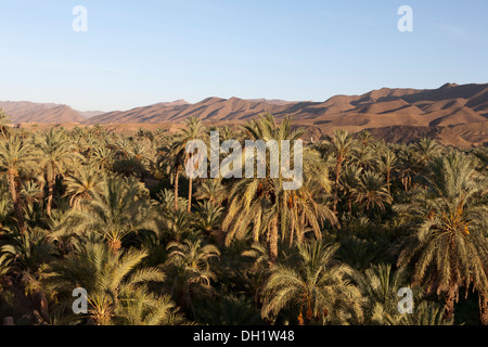 View of the Palmeries in the Draa Valley near Agdz, Southern Morocco, North Africa Stock Photo