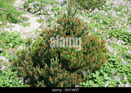 Dwarf Mountain Pine Stock Photo