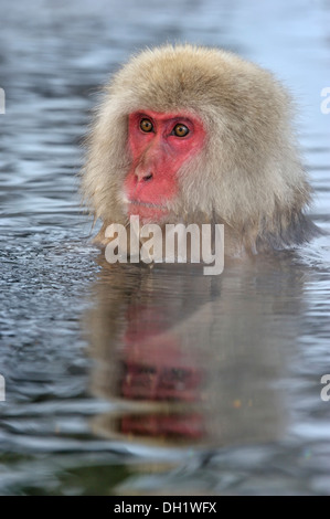 Japanese macaque (Macaca fuscata) portrait in a hot spring, Jigokudani Monkey Park, Nagano, Japan Stock Photo