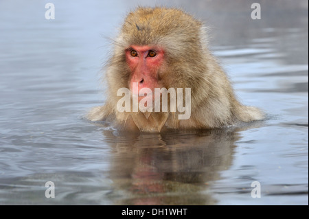 Japanese macaque (Macaca fuscata) portrait in a hot spring, Jigokudani Monkey Park, Nagano, Japan Stock Photo