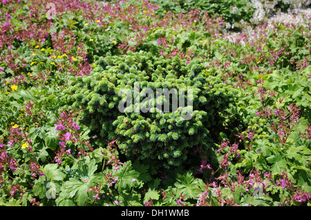 Dwarf Spruce Stock Photo