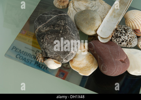 Sea shells and pebbles lying on a glass table with a guide to Pembrokeshire coastal paths on the shelf beneath Stock Photo