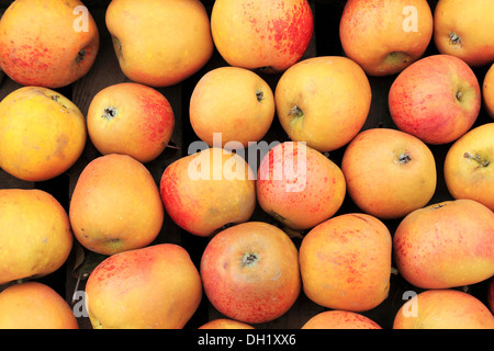 Apple 'Norfolk Royal Russet', farm shop display, apples UK Stock Photo