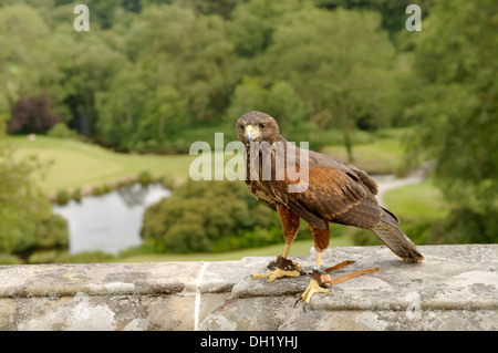 Falconry is the hunting of wild quarry in its natural state and habitat by means of a trained bird of prey. Stock Photo