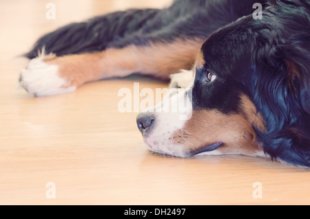 Birdie the Berner is bored Stock Photo