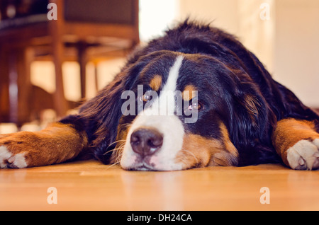 Birdie the Berner is bored Stock Photo