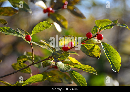 A branch of Winterberry (Ilex verticillata) glows as it is backlit by the morning sun. Stock Photo
