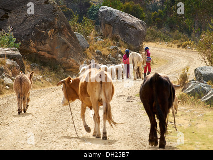 Children taking the live stock to grazing pastures in the Andes, Peru, South America Stock Photo