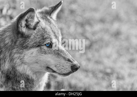 Black and white photograph of North American Gray Wolf, Canis Lupus, with blue eyes Stock Photo