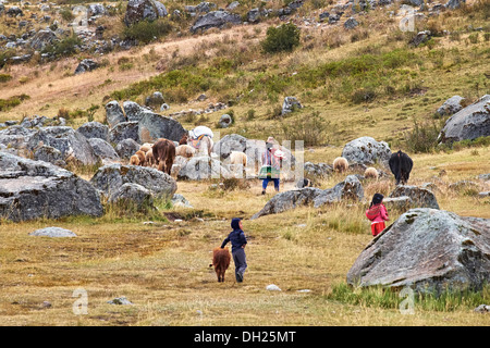 Andean family taking their livestock to grazing pastures in the Andes, Peru, South America Stock Photo