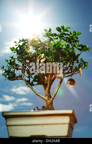 bonsai on blue sky background Stock Photo