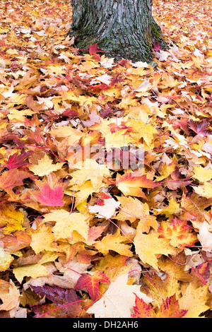 Fallen Large Maple Tree Red and Yellow Leaves by Tree Trunk Piled Up on Backyard Ground in Autumn Background Stock Photo