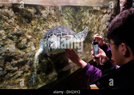 Man watching Fishes in an Aquarium on the Bird Market in ...