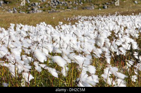 Cotton Grass (spec. Eriophorum) on a meadow, Eggum, Lofoten, Nordland, Norway Stock Photo