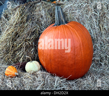 A large pumpkin with two small gourds on a bed of hay. Stock Photo