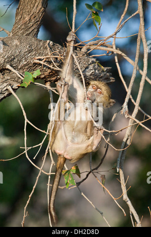 Baby Baboon playing in a tree Stock Photo