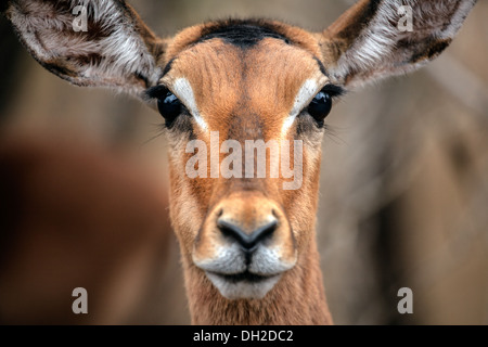 Impala Head Stock Photo