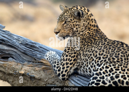 Leopard lounging in a tree Stock Photo