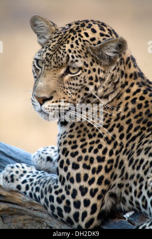 Leopard lounging in a tree Stock Photo