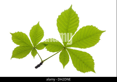 chestnut leaf over isolated over white Stock Photo