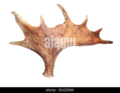 Horns of a large elk. Stock Photo